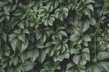 Creative layout made of green leaves. Flat lay. Nature background