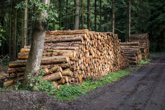Gef&auml;llte Holzst&auml;mme zur Holzverarbeitung zur Abholung bereit