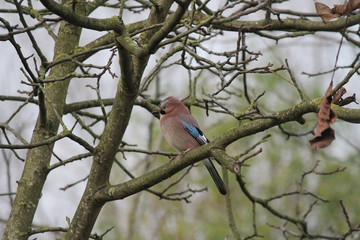 eurasian jay