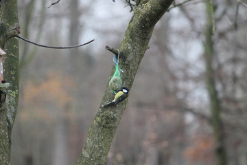 great tit