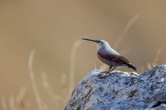 Tichodroma muraria - Wallcreeper - Picchio muraiolo