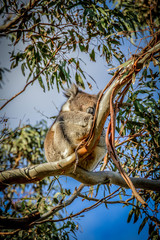 Wild Koala with Open Eyes in Eucalyptus Tree As Seen From Great Ocean Road in Melbourne, Australia
