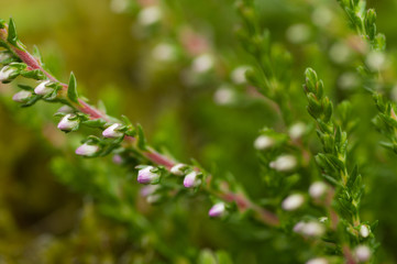 Ling heather (calluna vulgaris)