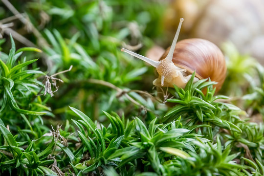 Land snail moving slowly in the undergrowth