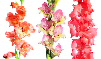 Set of different gladiolus flowers isolated on white background