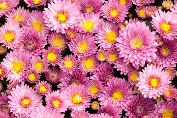 beautiful bright small asters on a lawn or on a flower bed