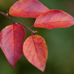 beautiful autumn leaves painted in red, orange and burgundy colors