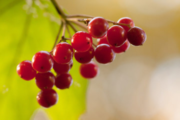 autumn branch with beautiful red berries of the viburnum