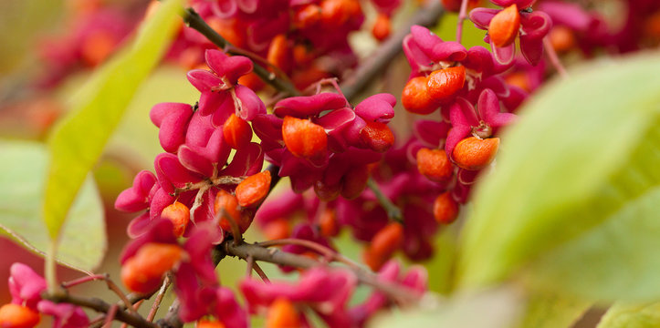 a branch of Euonymus with beautiful pink and orange flowers and seeds