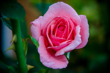 rosas