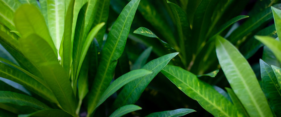 Fototapeta premium tropical leaves