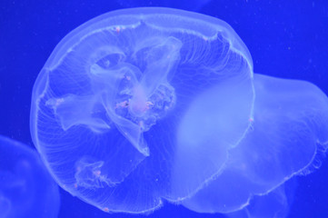 Jellyfish