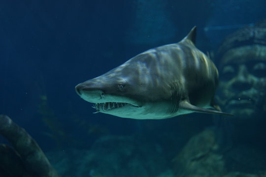 Sand Tiger Shark swimming in the tank of the aquarium. It has many sharp teeth to the creeps.