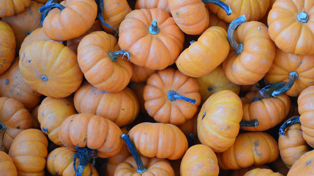 Background photo of a display of mini pumpkins for the autumn season