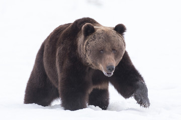 European Brown Bear in snow 