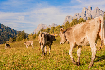 cow on mountain meadows