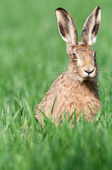 Obraz premium Brown hare (Lepus europaeus) sitting in field
