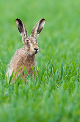 Brown hare (Lepus europaeus) sitting in field