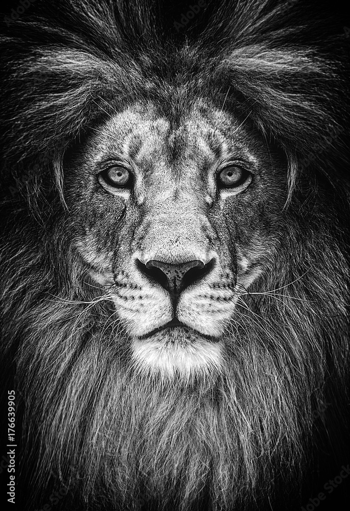 Wall mural portrait of a beautiful lion, lion in dark