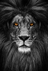 Poster Portret van een mooie leeuw, leeuw in het donker © Baranov