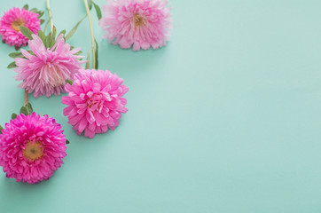 asters flowers on green background