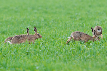 Brown hare (Lepus europaeus) chasing each oher in spring