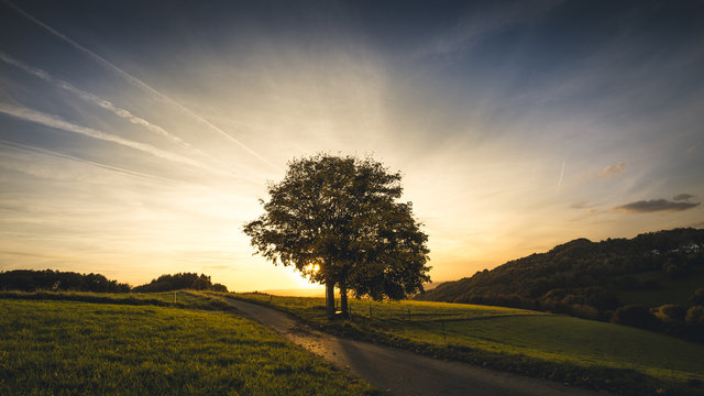 Single tree against blue sky at sunset in germany 