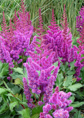 Bunch of Blooming Bright Color Astilbe Purple Lance Flowers with Green Leaves 