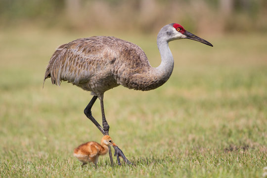 Sandhill crane with chick (Grus canadensis), Florida, United States