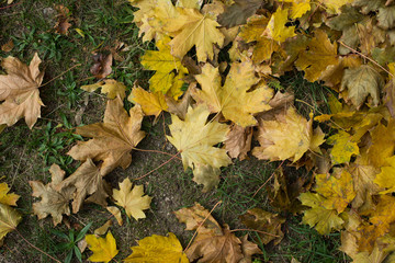 Fallen autumn leaves. Top view. Yellow colour.