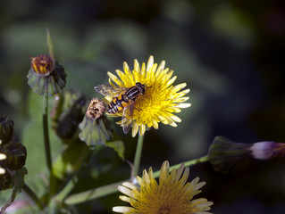 small hover fly resting on yellow dandelion macro