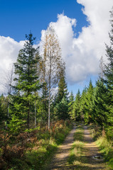 Fototapeta na wymiar Country road in autumn forest, Estonia