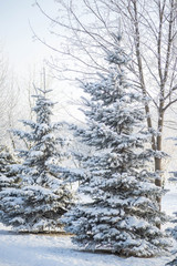 Winter landscape in the Park