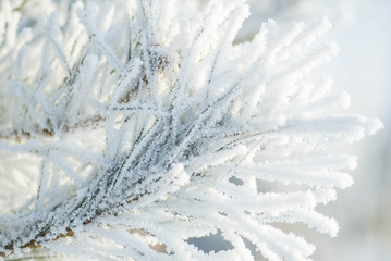 Spruce branches in the snow