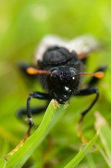 Birch Sawfly (Climbex femoratus)