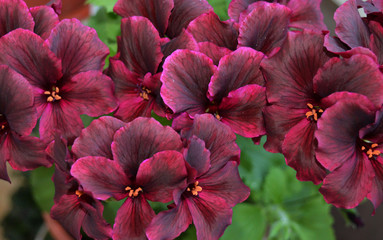 potted pelargonium beauty gardening tropical closeup geranium leaves leaf petals purple summer spring petal flora floral blossom flowers flower pink nature hibiscus plant red garden bloom green 