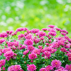 Obraz premium Beautiful blooming pink chrysanthemum bush in the garden