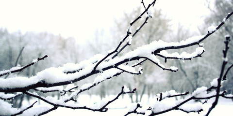 Tree branch covered with fluffy snow. Winter in Russia. Winter scene. Snow covered trees in the grove. Wide photo.
