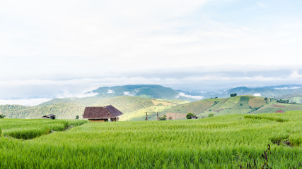 Fototapeta na wymiar Rice fields on terraced