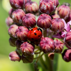 Ladybug hiding