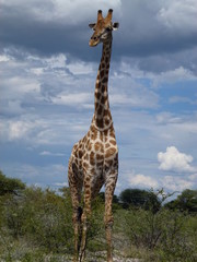 giraffe from Namibia, Africa