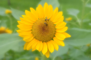 Fototapeta premium Sunflower, Helianthus sp., Central of Thailand