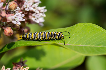 Monarch caterpillar