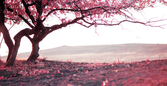Fototapeta tree and nature in the early morning in the mountains