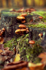 Small brown mushrooms and moss in an autumn forest full of sunshine.