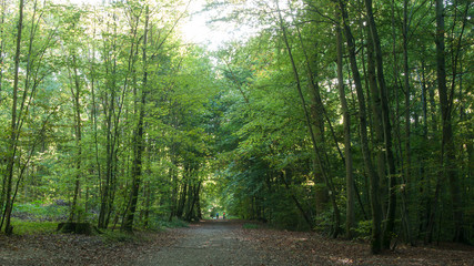 magnifique forêt de Waldeck en Alsace