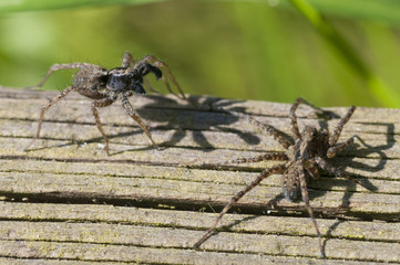 Wolf Spider (Pardosa lugubris) performing courtship ritual dance