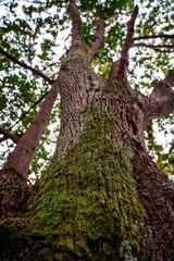 Fototapeta premium beautiful tall tree with moss