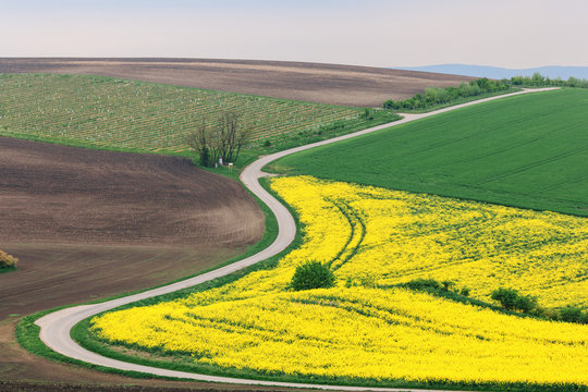 Road through agricultural land with rape and plowed fields in South Moravia