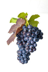 Grapes